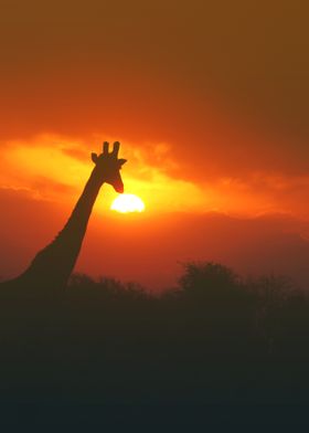 giraffe poster