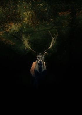 Dark Moose in Nature