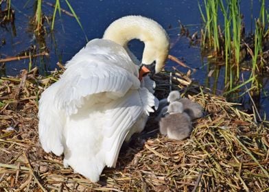 Swan and two cygnets