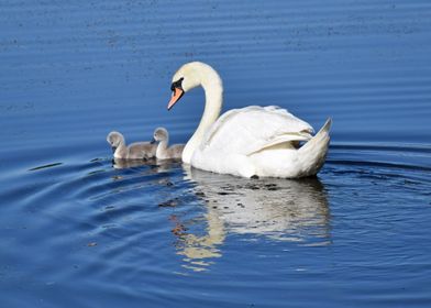 Swan and two cygnets