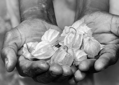 Gooseberries in mans hand