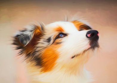 Australian Shepherd