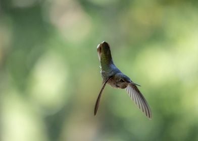 Little Green hummingbird