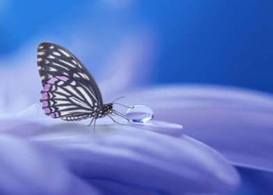 Butterfly on a Flower