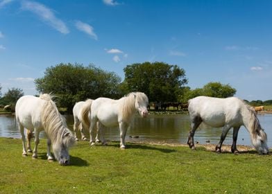 Animal Lake Landscape Pony