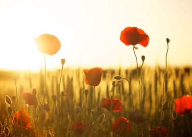 Flowers at sunset