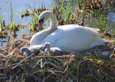 Swan and cygnets