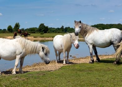 Animal Lake Landscape Pony