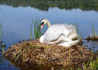 Swan on nest