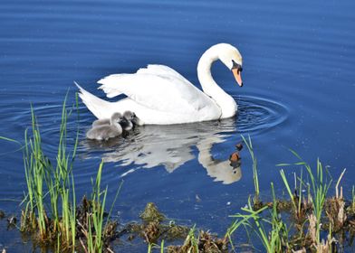 Swan and two cygnets