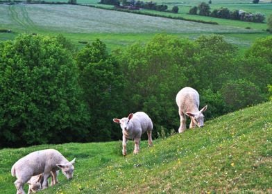 Animal Easter England Land