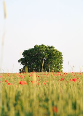 Poppy Tree