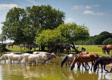 Animal Lake Landscape Pony