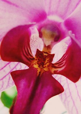 Close up Orchid 9
