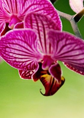 Close up Orchid 3