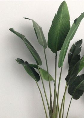 plant leaves 6
