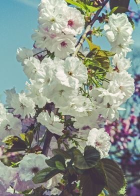 Blossoms 16