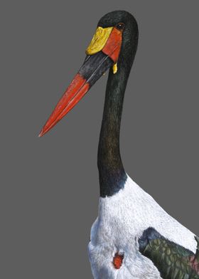 Saddle billed stork