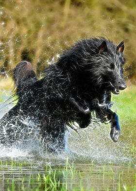 Belgian Shepherd