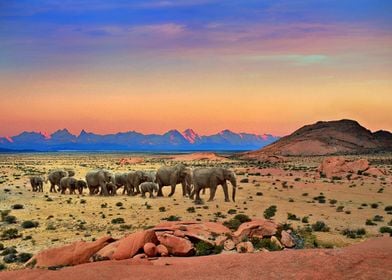 Elephant herd