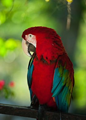 Beautiful Parrot