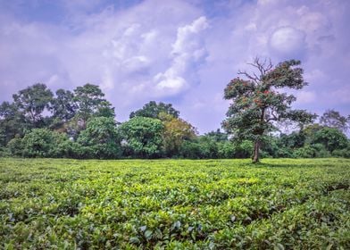 Agricultural tea fields