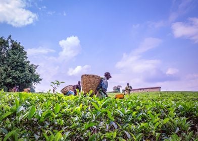 Agricultural tea fields