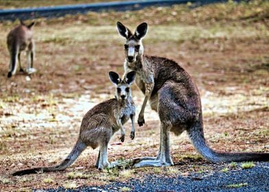 Three beautiful kangaroos