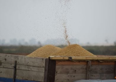 Unloading Grain From A Com