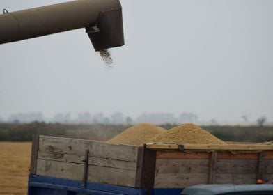 Unloading Grain From A Com