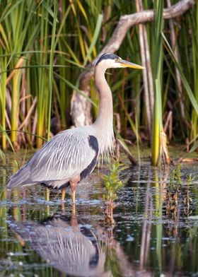 Portrait Great Blue Heron