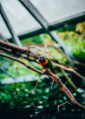 lorikeet