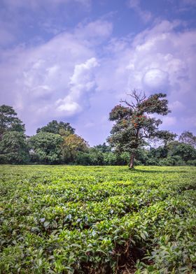 Agricultural tea fields