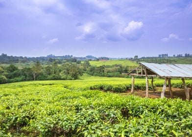 Agricultural tea fields