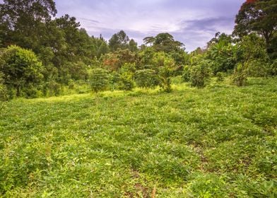 Agricultural tea fields