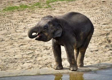 Baby Elephant