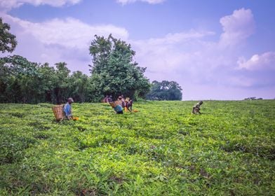 Agricultural tea fields