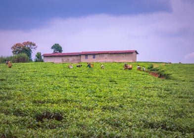 Agricultural tea fields