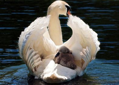 Swan with baby