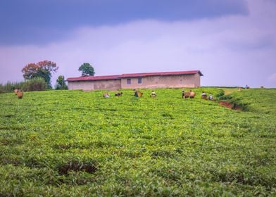 Agricultural tea fields