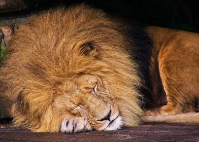 Sleeping Lion