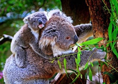 Momma and baby koalas