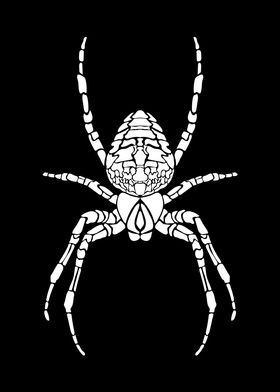 Spider Illustration