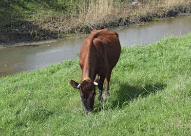 Cow Grazing On The Riverba