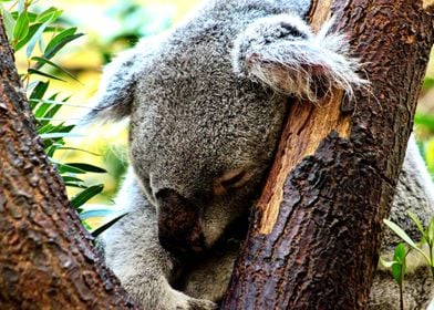 Koala In A Tree