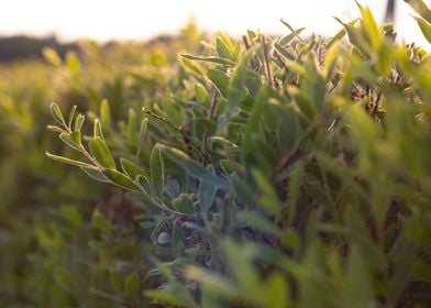 Natural fence