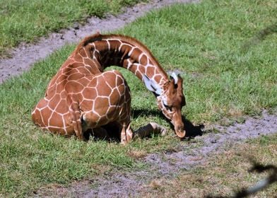 Giraffe At Rest