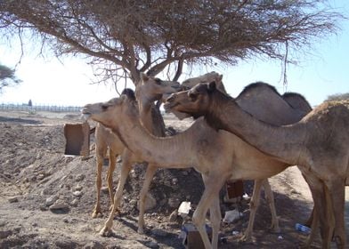 Camels In The Desert