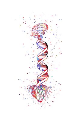 Brain and heart DNA