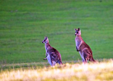 Kangaroos